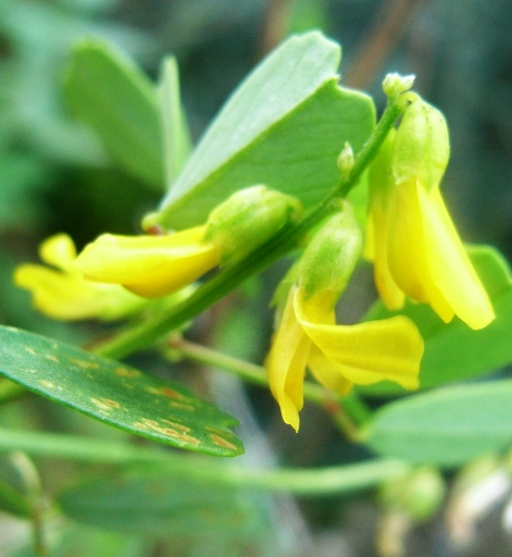 Trigonella elegans(= Melilotus elegans) / Meliloto elegante